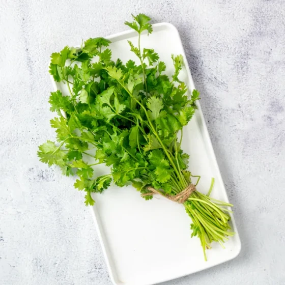Coriander